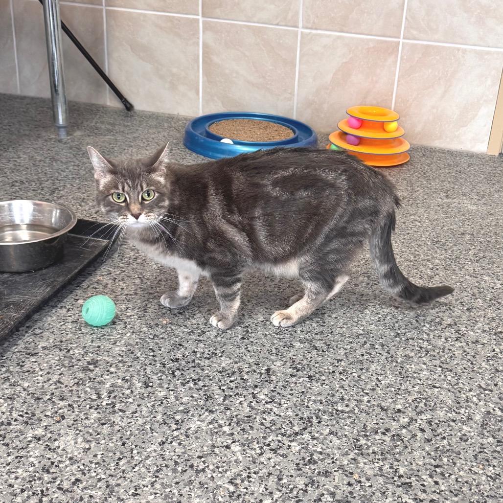 Enlarge Faith, a Adoptable Domestic Medium Hair in Mondovi, WI image 5/5