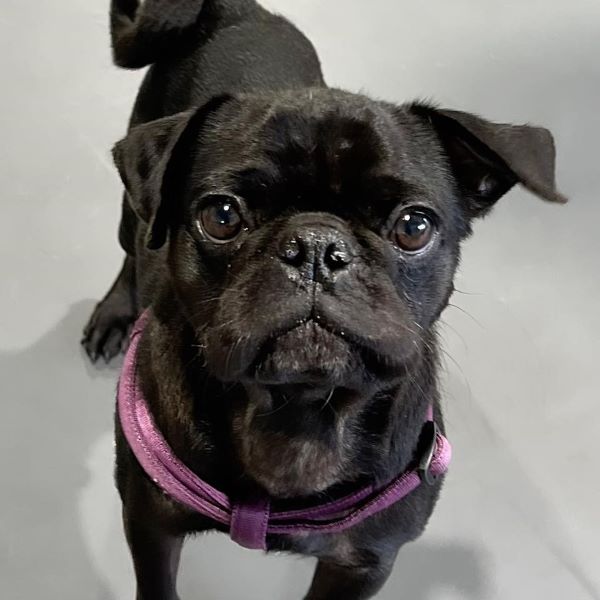 Hayes, Adoptable, Young Male Pug.