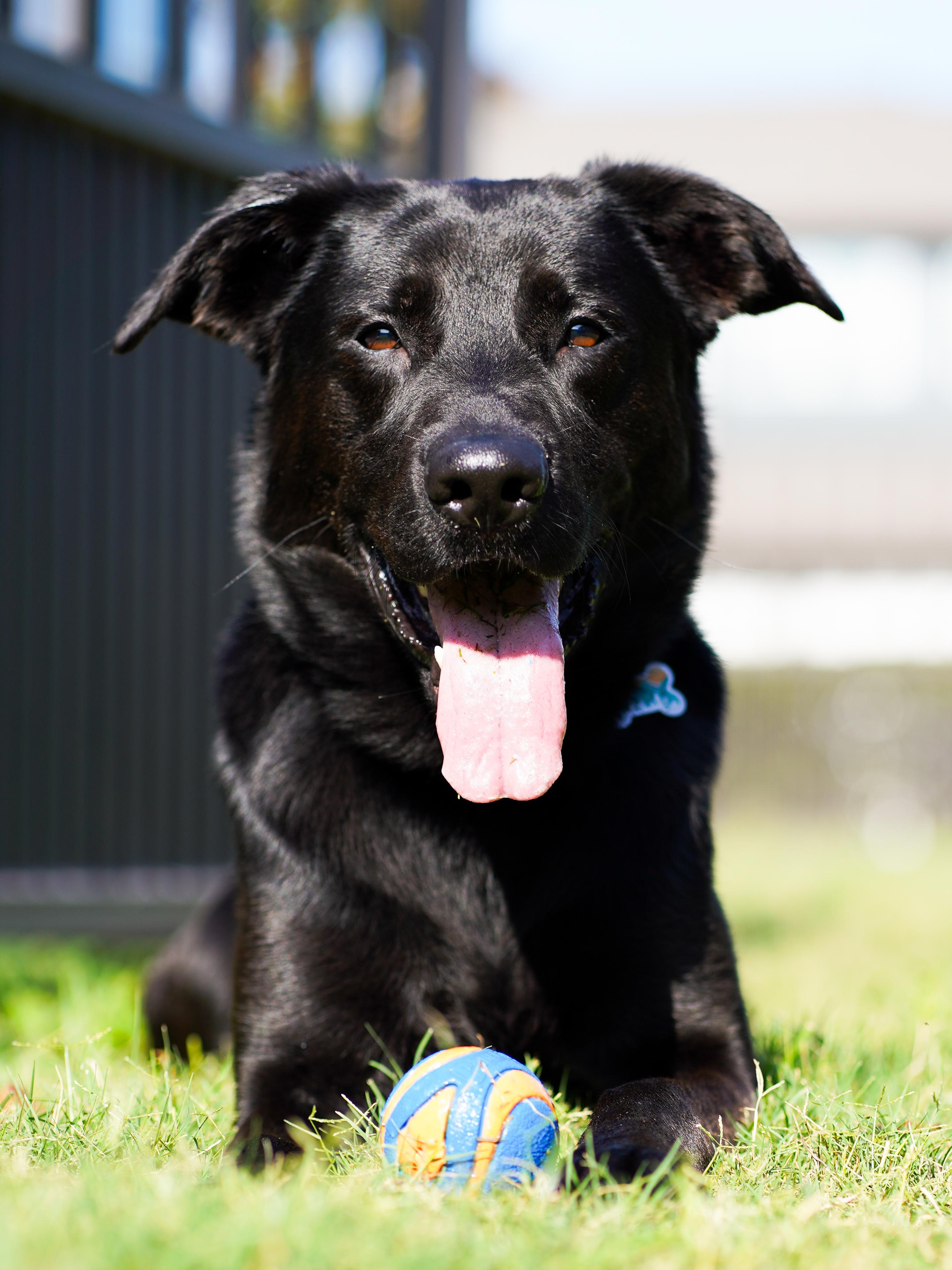 Exodus, a Adoptable mixed breed in Chester, VA image 1/4