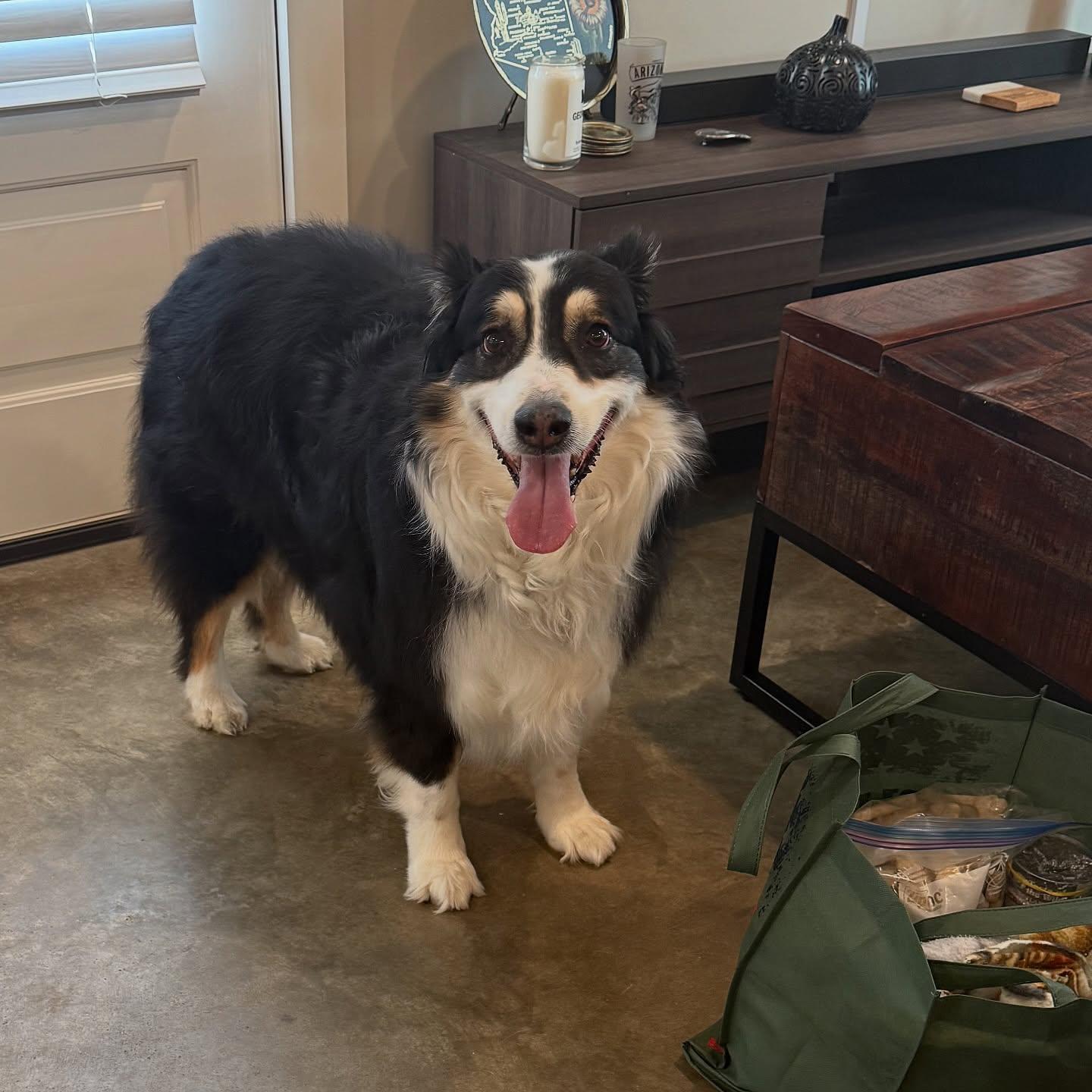 Finnegan, an adopted Australian Shepherd in Memphis, TN image 3/4