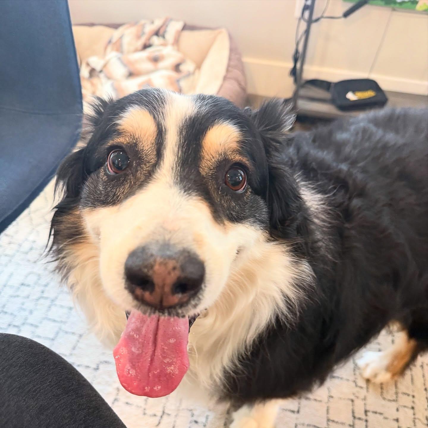 Finnegan, an adopted Australian Shepherd in Memphis, TN image 2/4