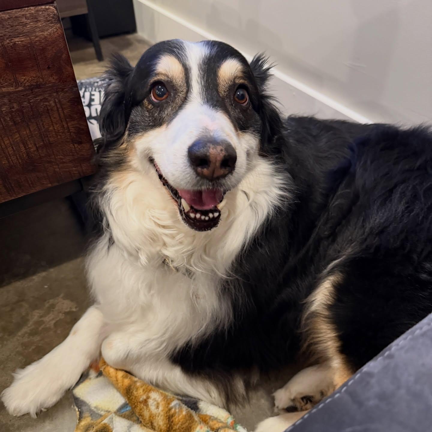 Finnegan, adopted, Adult Male Australian Shepherd.