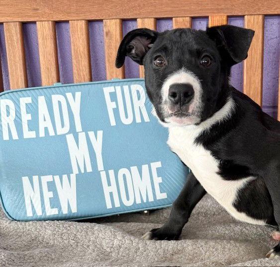 **CONFETTI**, a Adoptable Labrador Retriever in North Prairie, WI image 3/3