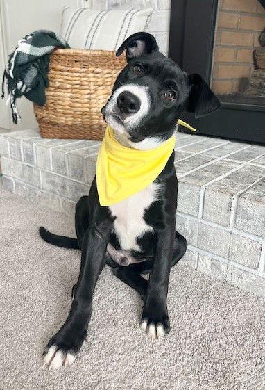 **CONFETTI**, a Adoptable Labrador Retriever in North Prairie, WI image 2/3