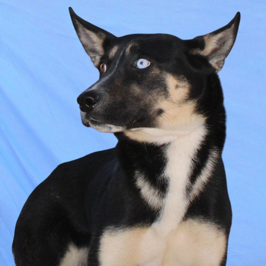 Cassie, a Adoptable Mixed Breed in Las Cruces, NM image 1/6