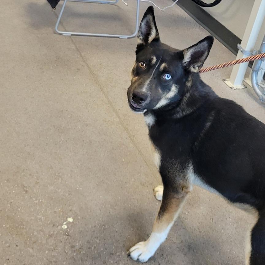 Cassie, a Adoptable Mixed Breed in Las Cruces, NM image 2/6