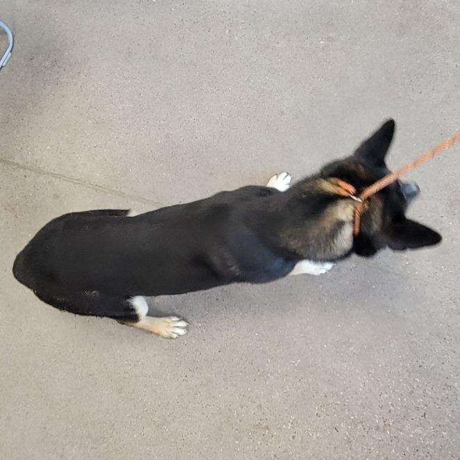 Cassie, a Adoptable Mixed Breed in Las Cruces, NM image 4/6