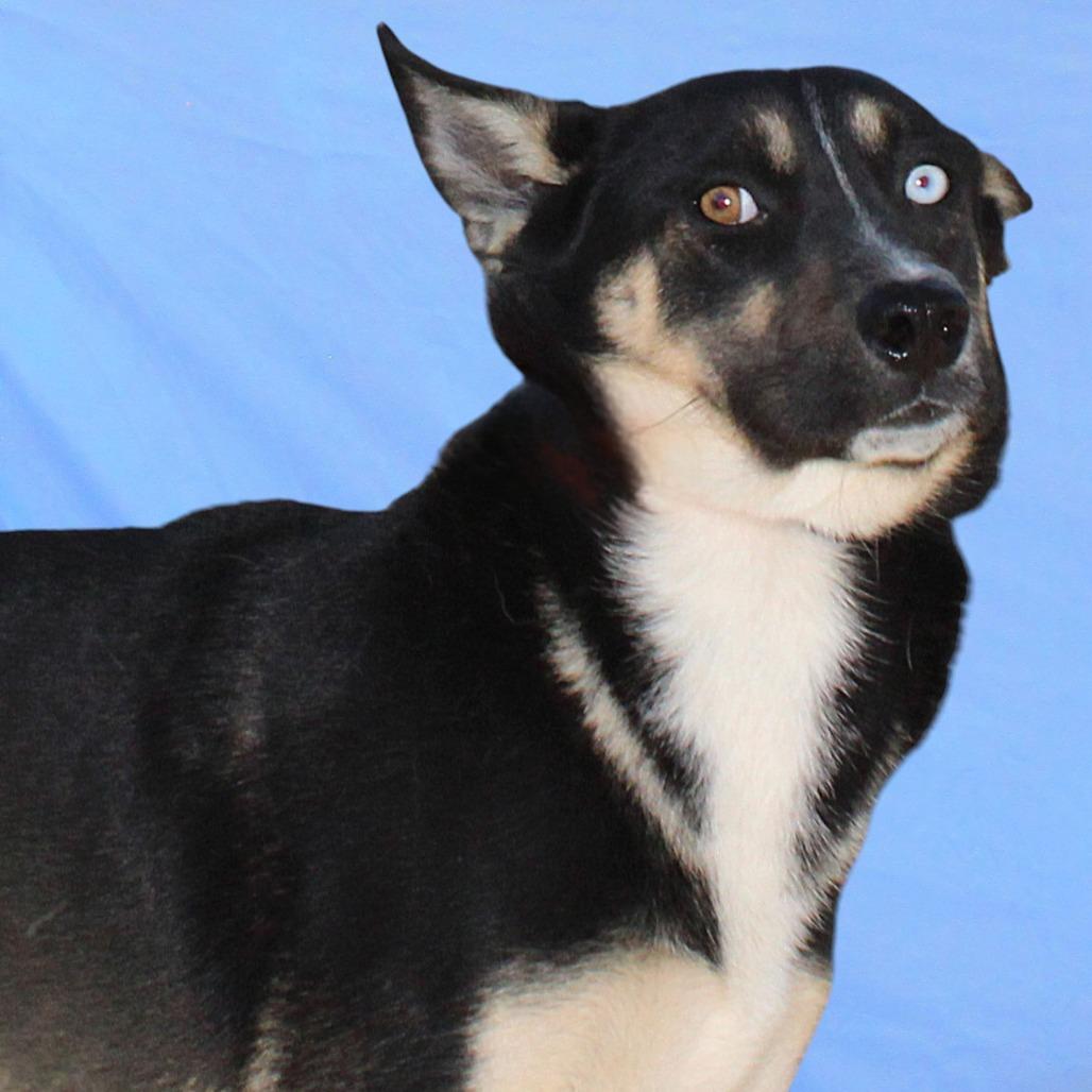 Cassie, a Adoptable Mixed Breed in Las Cruces, NM image 5/6
