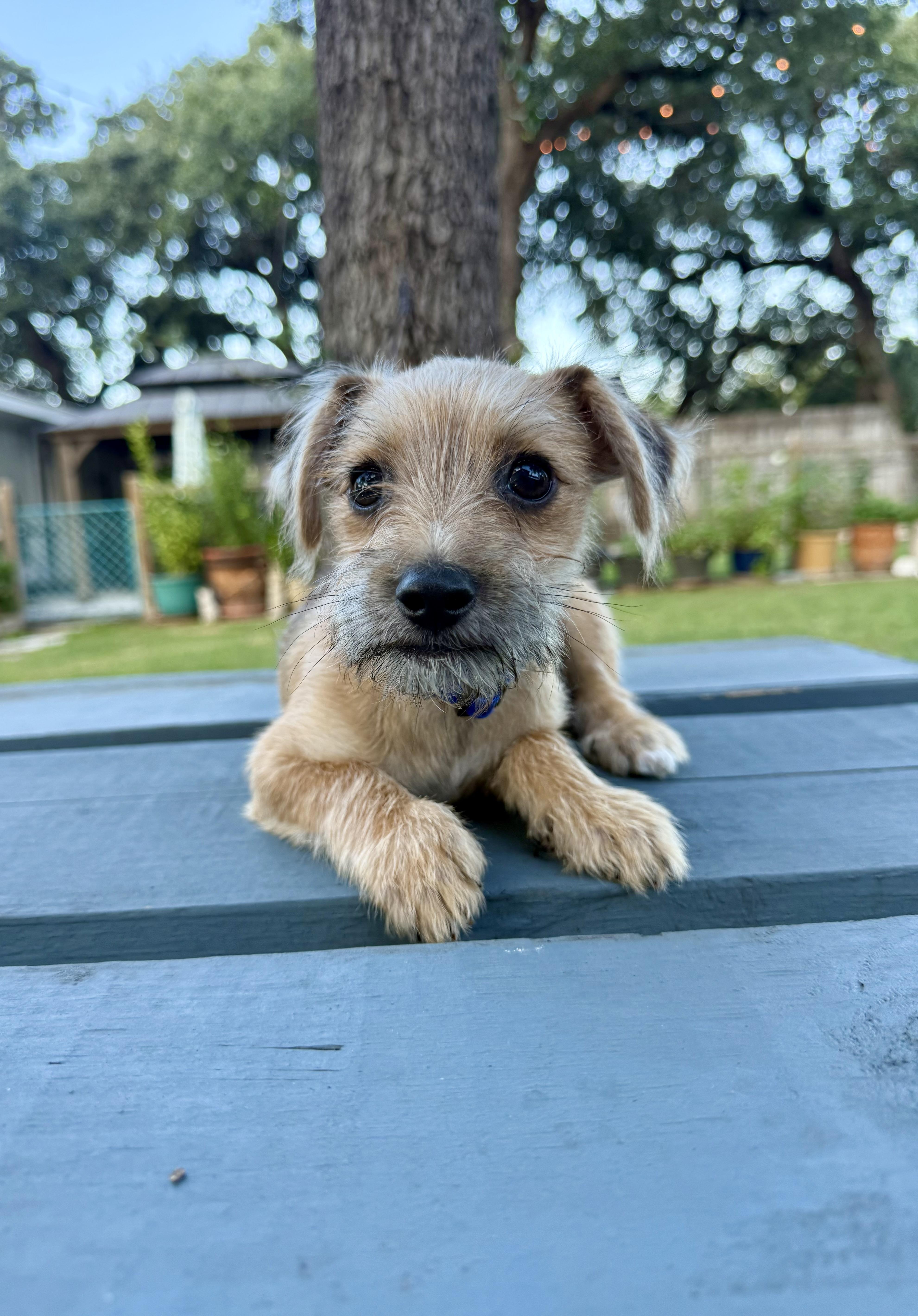 Clark a sweet tiny male Yorkie mix puppy, a Adoptable mixed breed in Lockhart, TX image 4/5