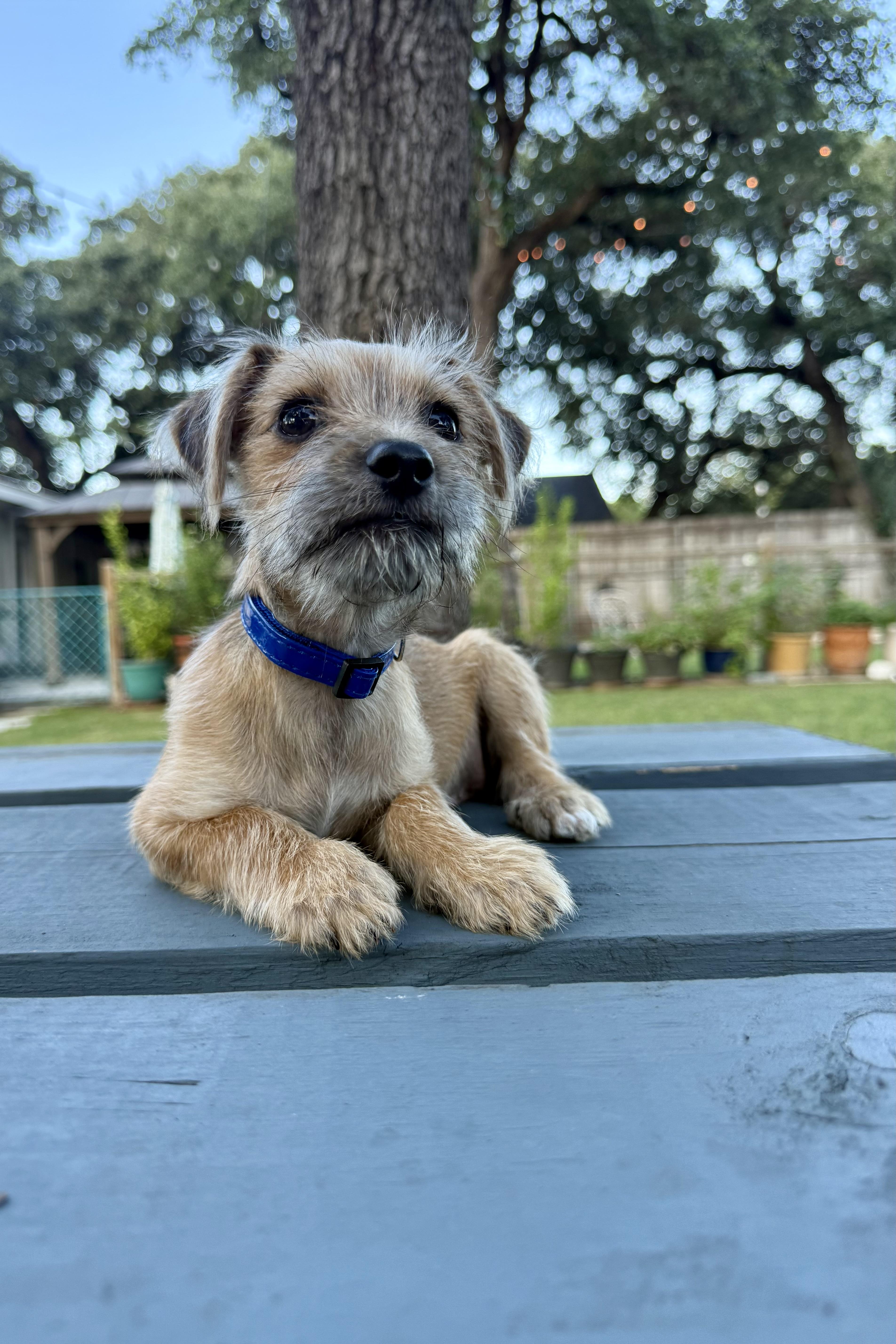 Clark a sweet tiny male Yorkie mix puppy, a Adoptable mixed breed in Lockhart, TX image 5/5