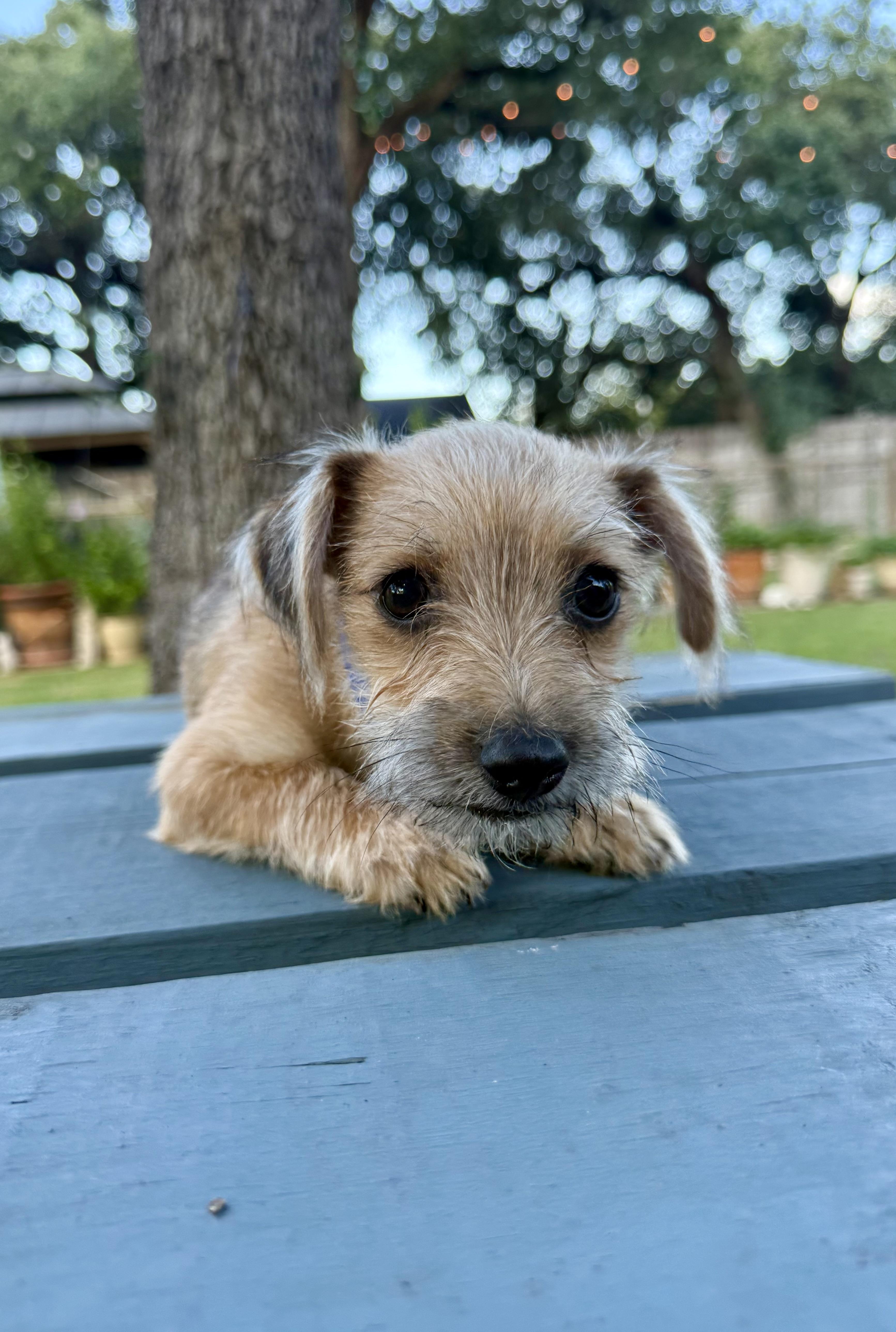 Clark a sweet tiny male Yorkie mix puppy, a Adoptable mixed breed in Lockhart, TX image 1/5