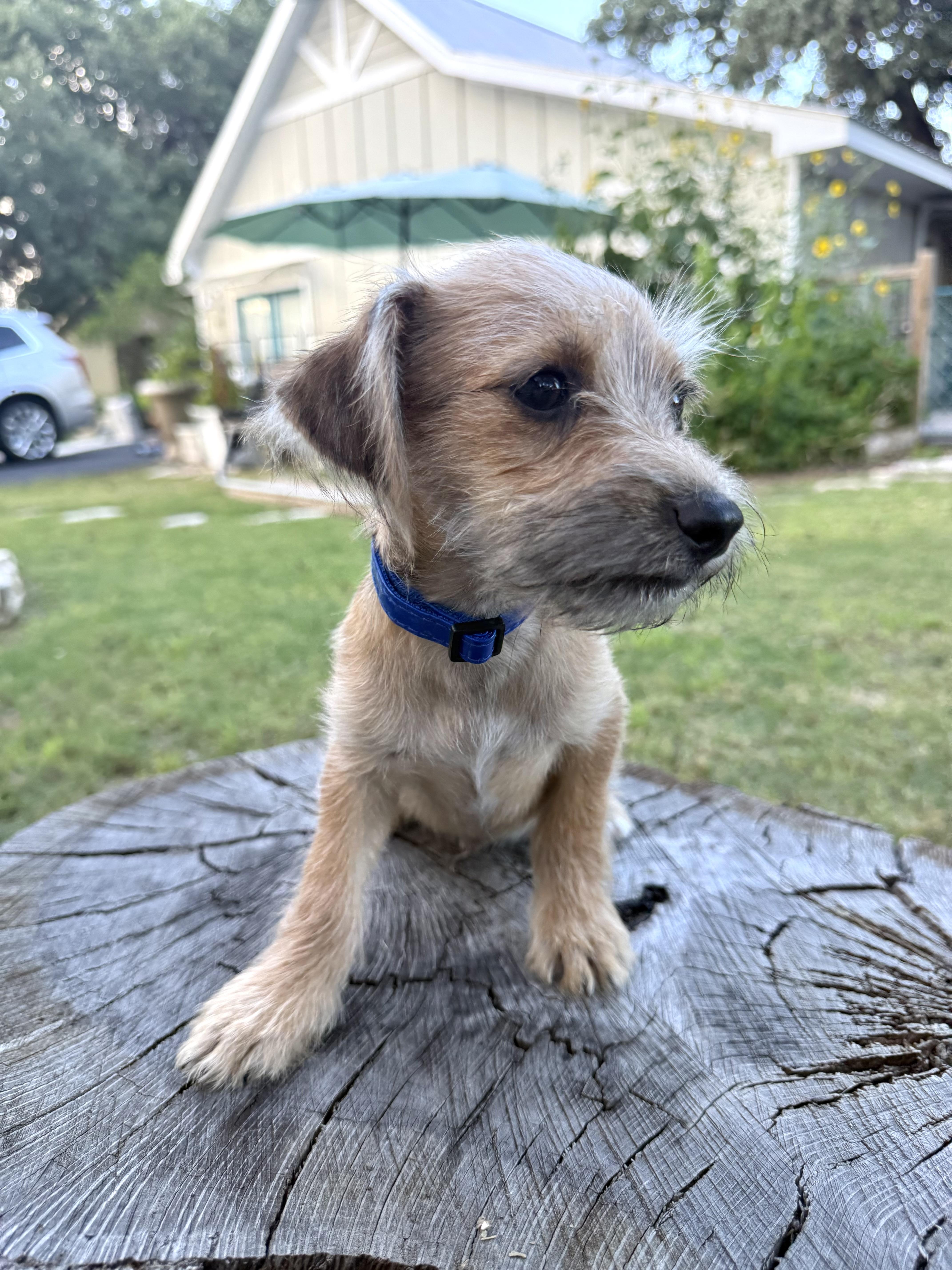 Clark a sweet tiny male Yorkie mix puppy, a Adoptable mixed breed in Lockhart, TX image 2/5