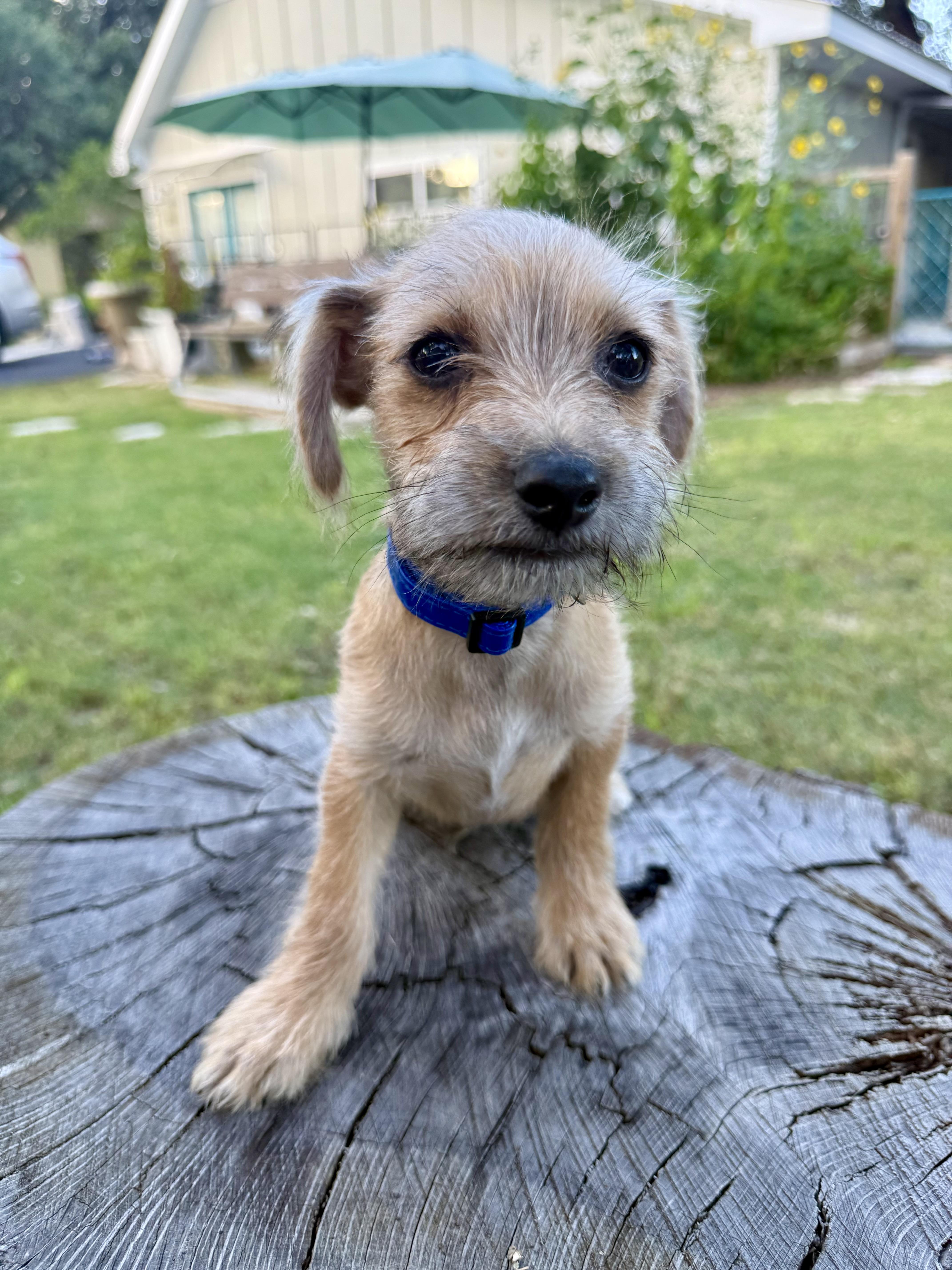 Clark a sweet tiny male Yorkie mix puppy, a Adoptable mixed breed in Lockhart, TX image 3/5