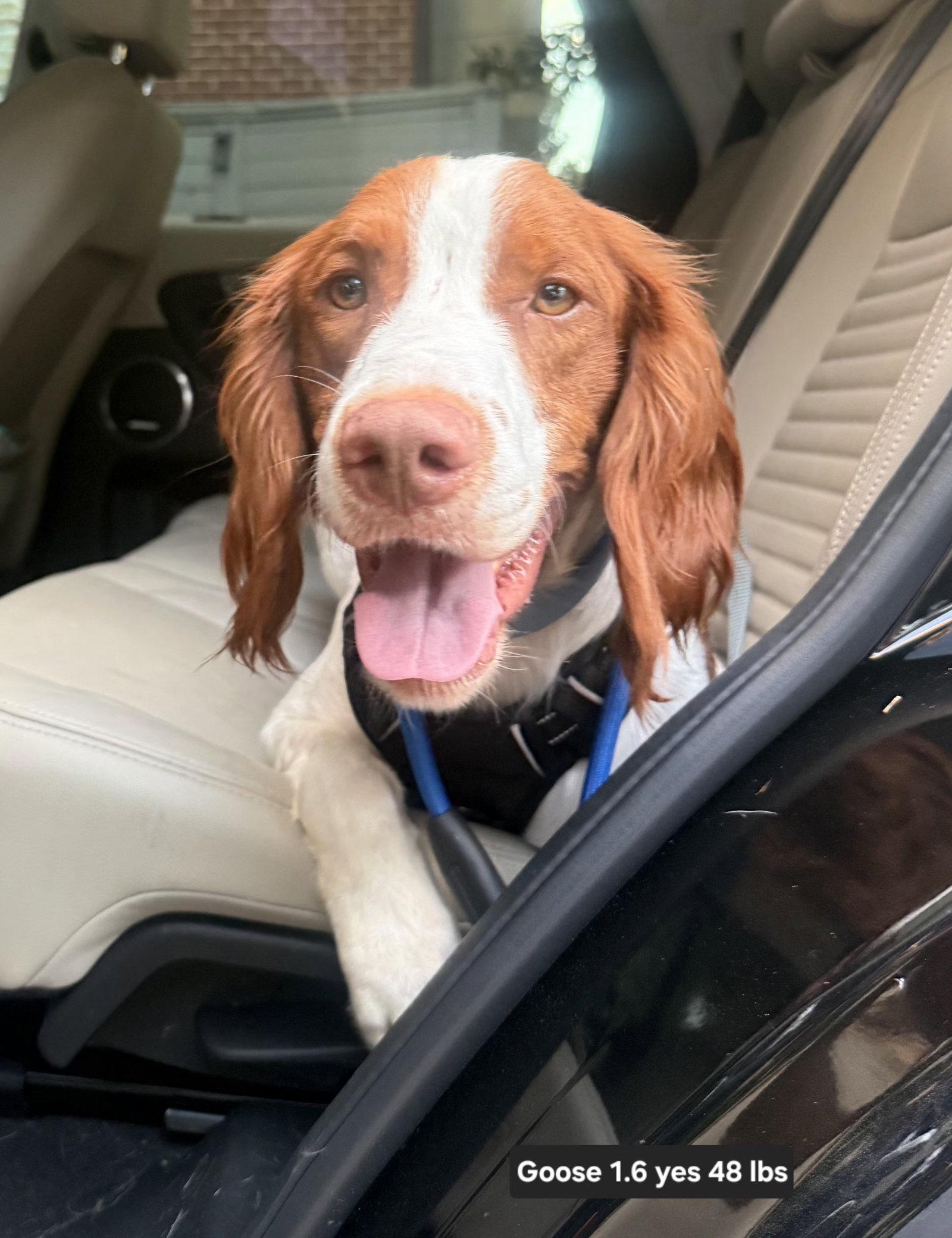 TX/Goose Goose, Adopted, Young Male Brittany Spaniel.