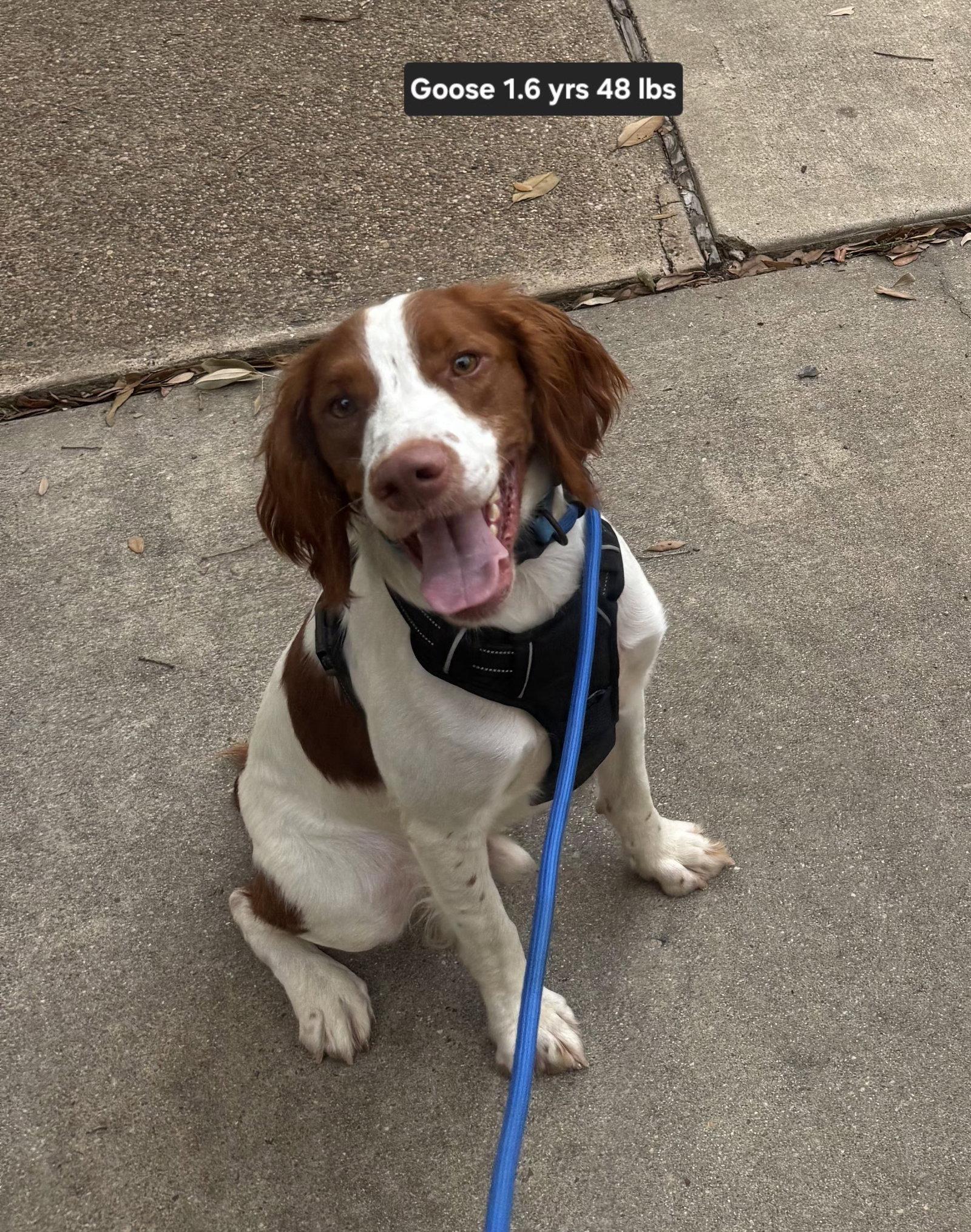 Enlarge TX/Goose Goose, a Adopted Brittany Spaniel in Baldwinsville, NY image 2/3