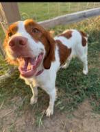 Enlarge TX/Goose Goose, a Adopted Brittany Spaniel in Baldwinsville, NY image 3/3