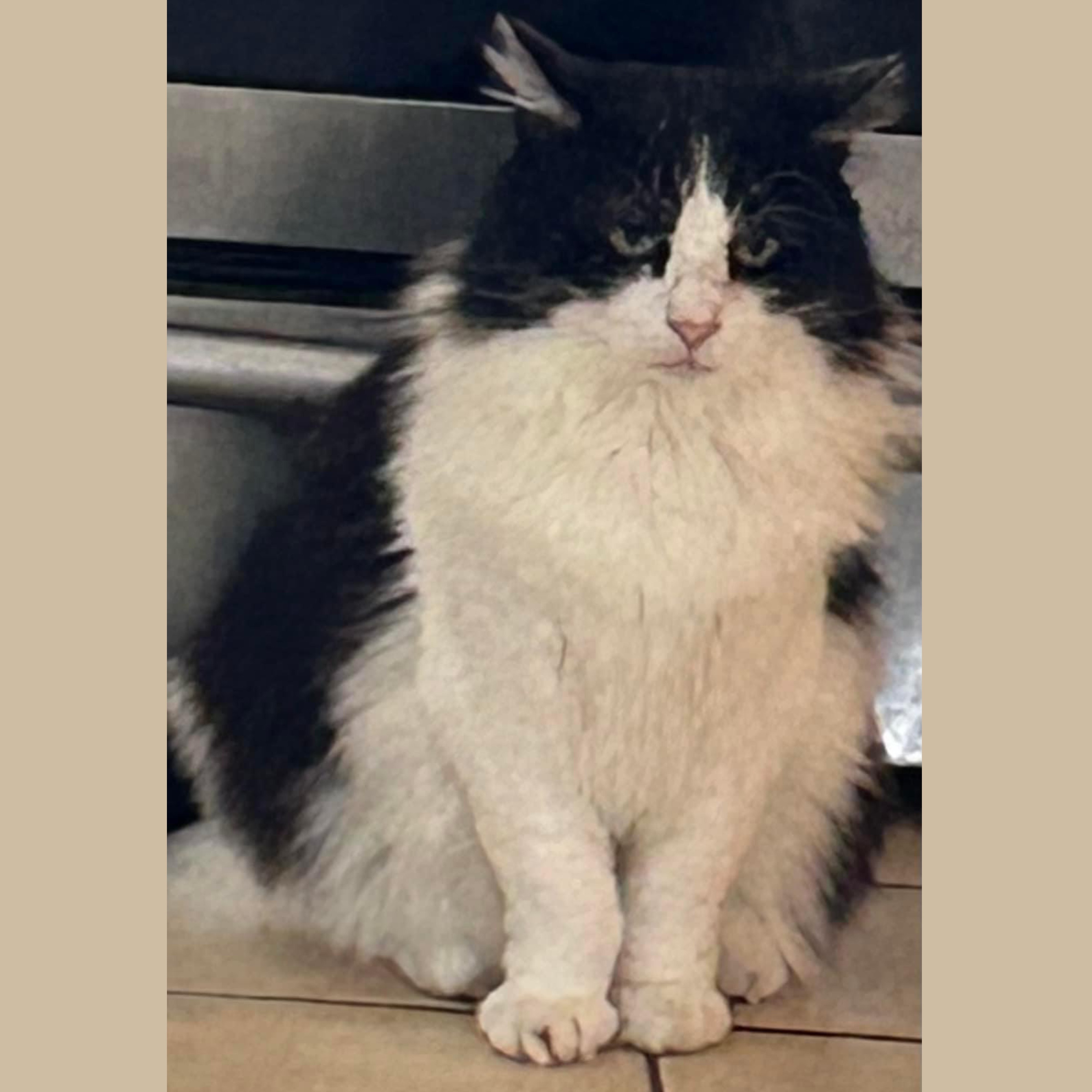 Drake, Adoptable, Adult Male Domestic Long Hair & Domestic Medium Hair.
