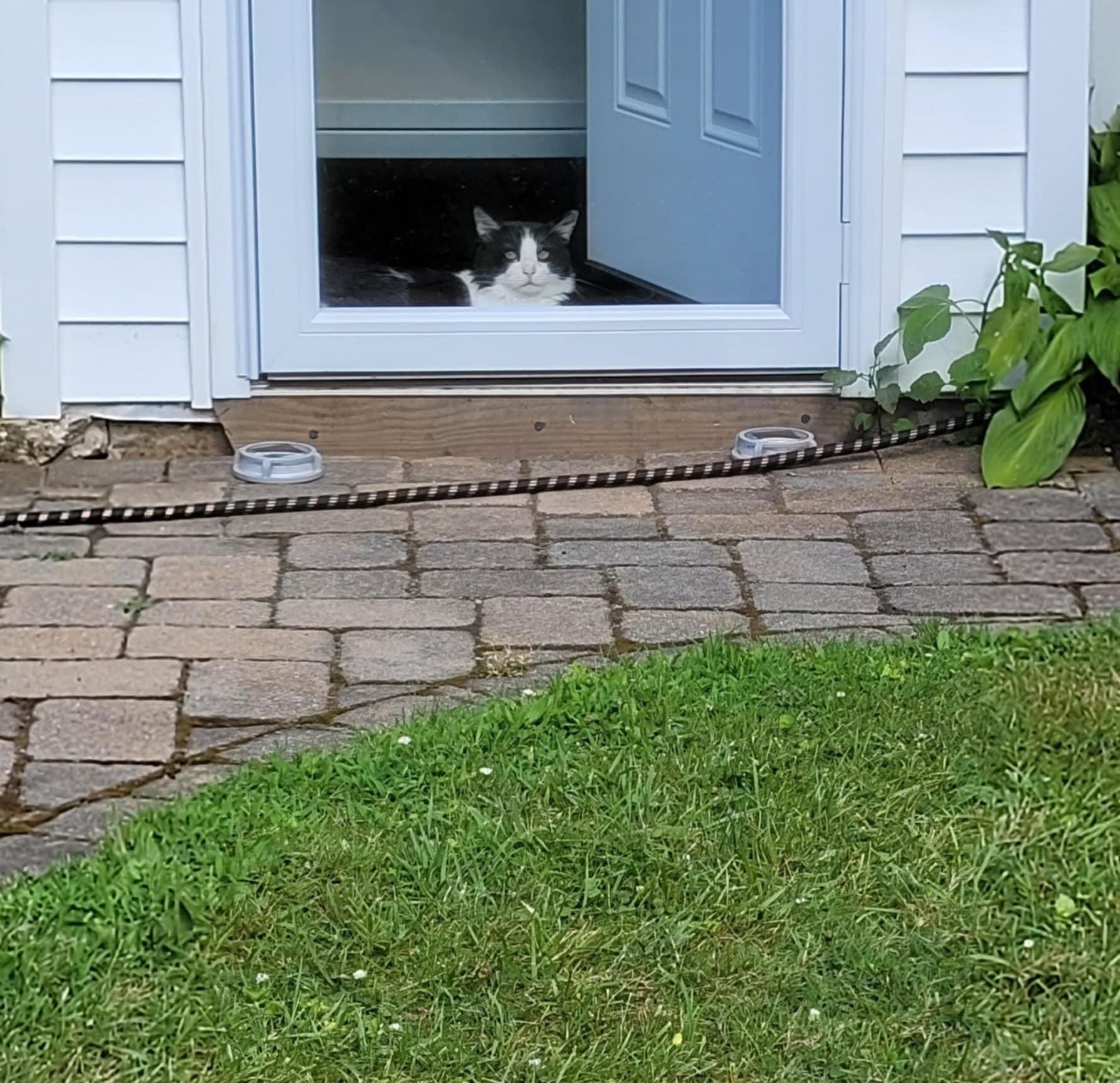 Enlarge Drake, a Adoptable mixed breed in Newark, NJ image 3/4