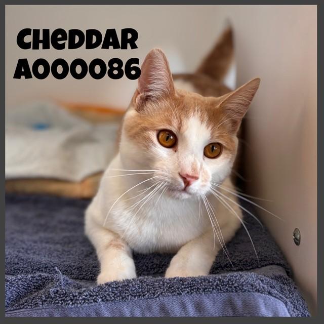 CHEDDAR, Adoptable, Young Male Domestic Short Hair.