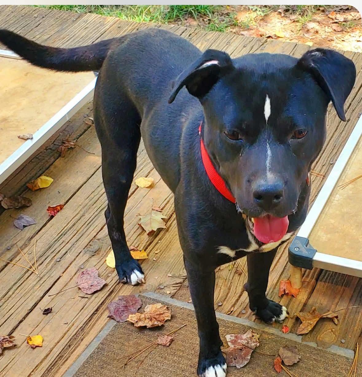 Enlarge Domino, a Adoptable Mixed Breed in Fairfield, NJ image 1/3