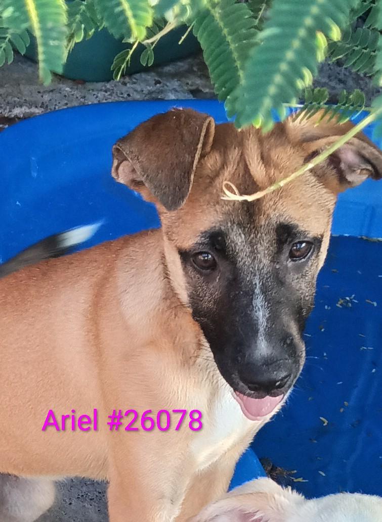 Ariel, ADOPTABLE, Young Female Mixed Breed.