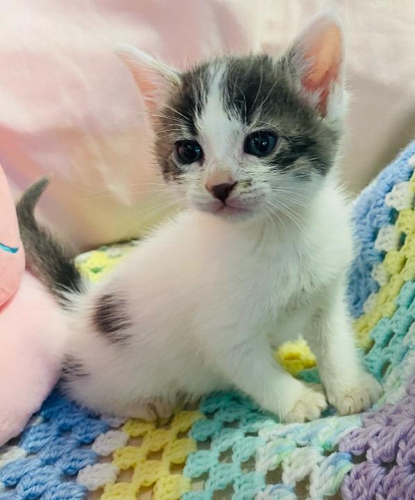 Enlarge Harley Quinn, a Adopted Domestic Short Hair in Colusa, CA image 3/3
