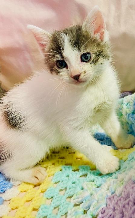 Enlarge Harley Quinn, a Adopted Domestic Short Hair in Colusa, CA image 2/3