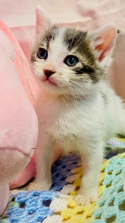 Harley Quinn, Adopted, Kitten Female Domestic Short Hair.