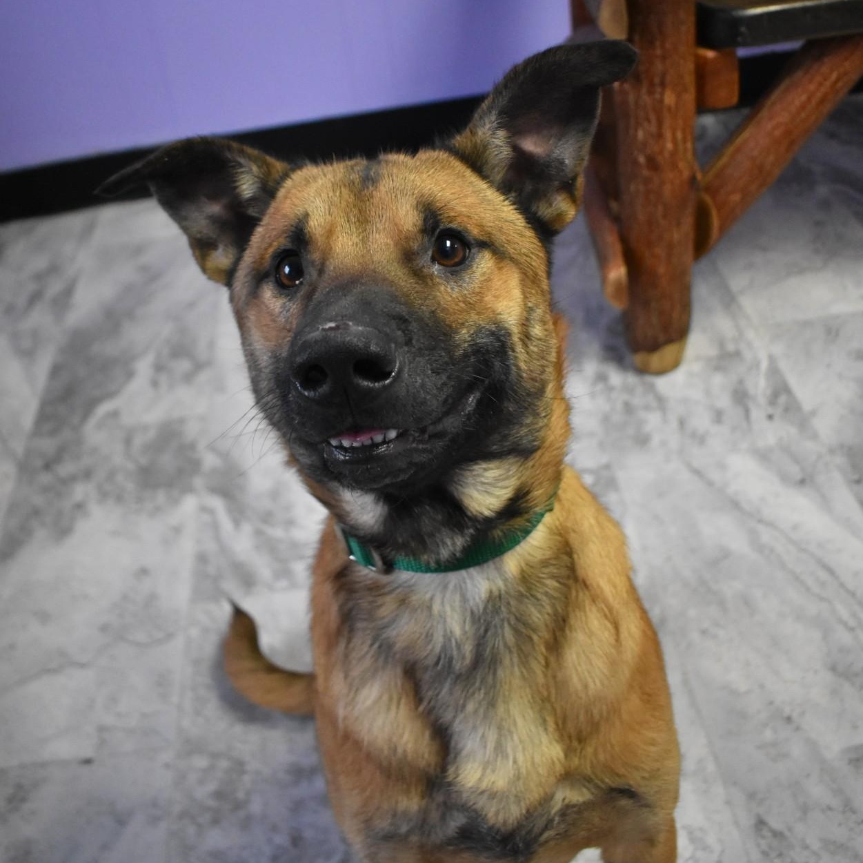 Grumpy Gills, Adoptable, Adult Male Shepherd.