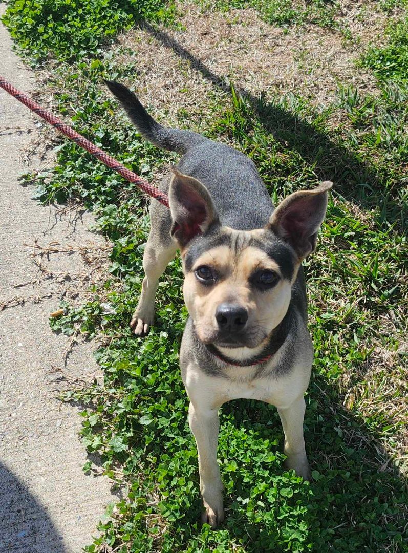 Rocko, a Adopted Mixed Breed in New Iberia, LA image 1/2