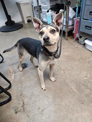 Rocko, a Adopted Mixed Breed in New Iberia, LA image 2/2