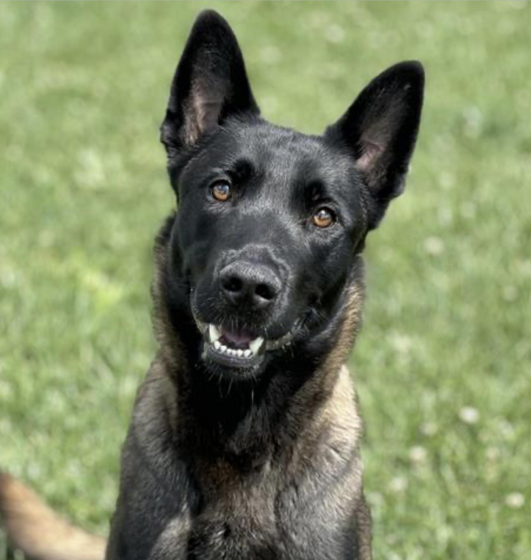 Enlarge Teak, a Adopted Belgian Shepherd / Malinois in Junction City, OR image 2/3