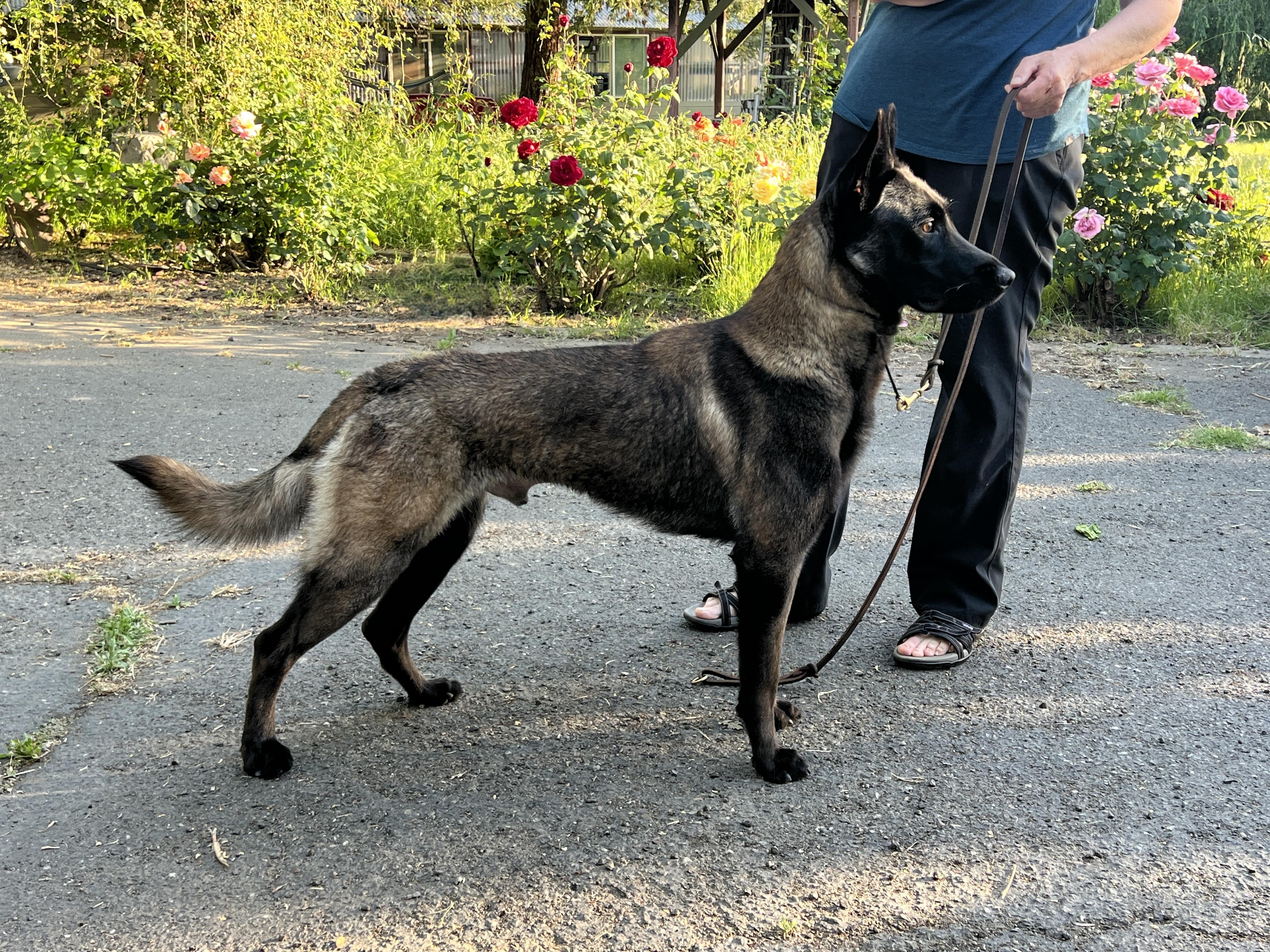 Teak, Adopted, Young Male Belgian Shepherd / Malinois.
