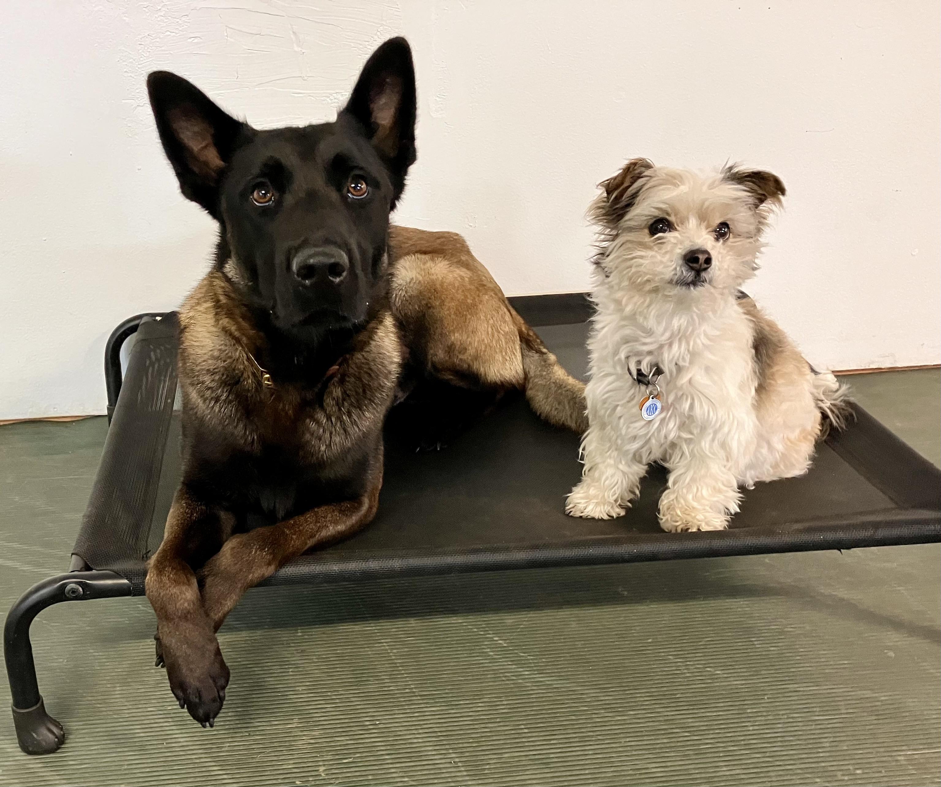 Enlarge Teak, a Adopted Belgian Shepherd / Malinois in Junction City, OR image 3/3
