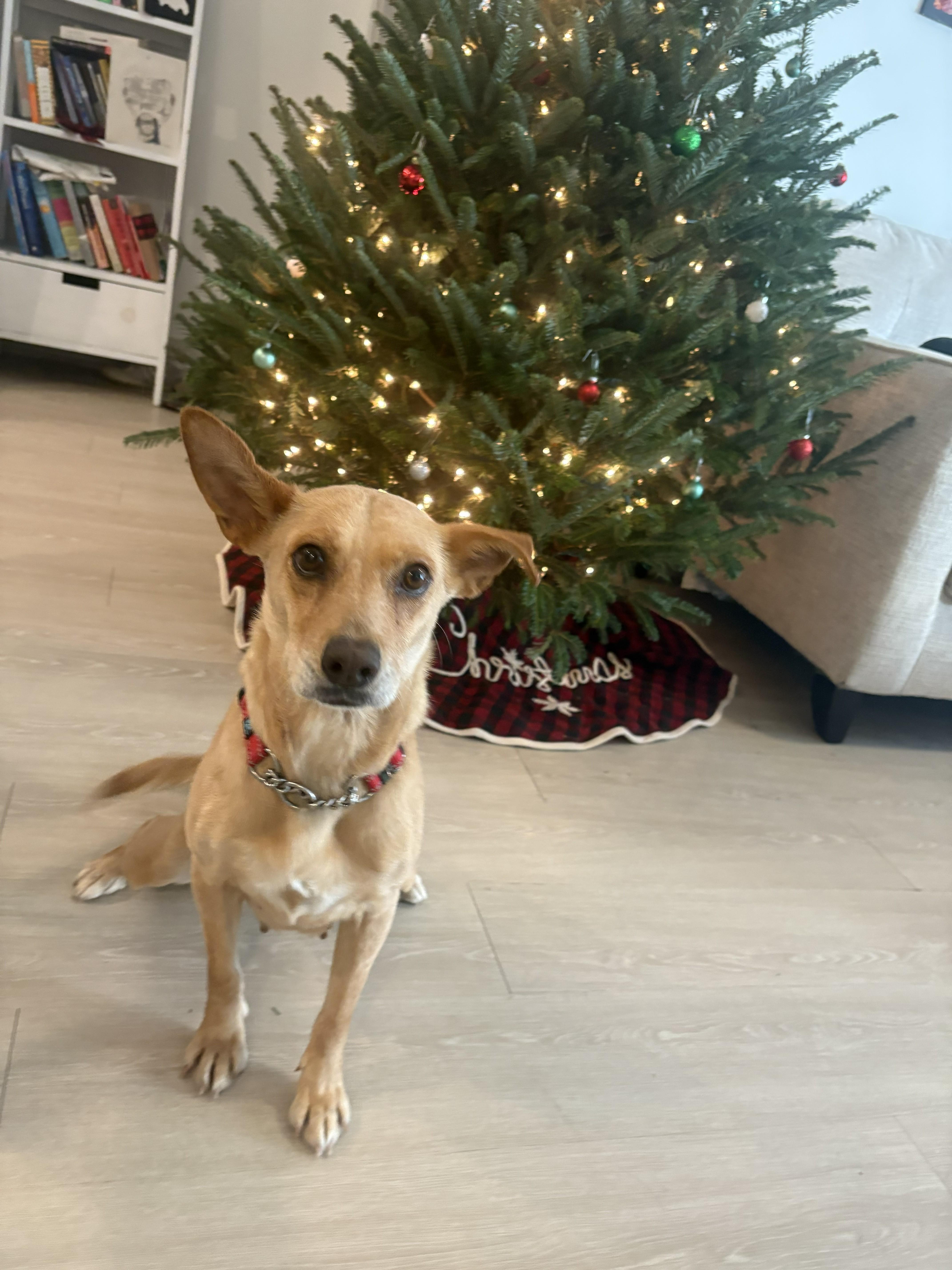 Enlarge Callie, a ADOPTABLE mixed breed in Wilmington, NC image 1/2