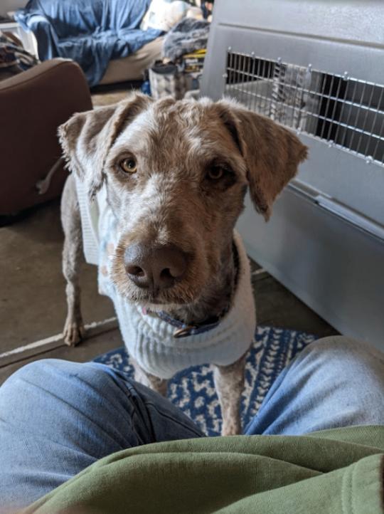 Daniel the Lionheart, a Adoptable mixed breed in Fort Collins, CO image 1/6