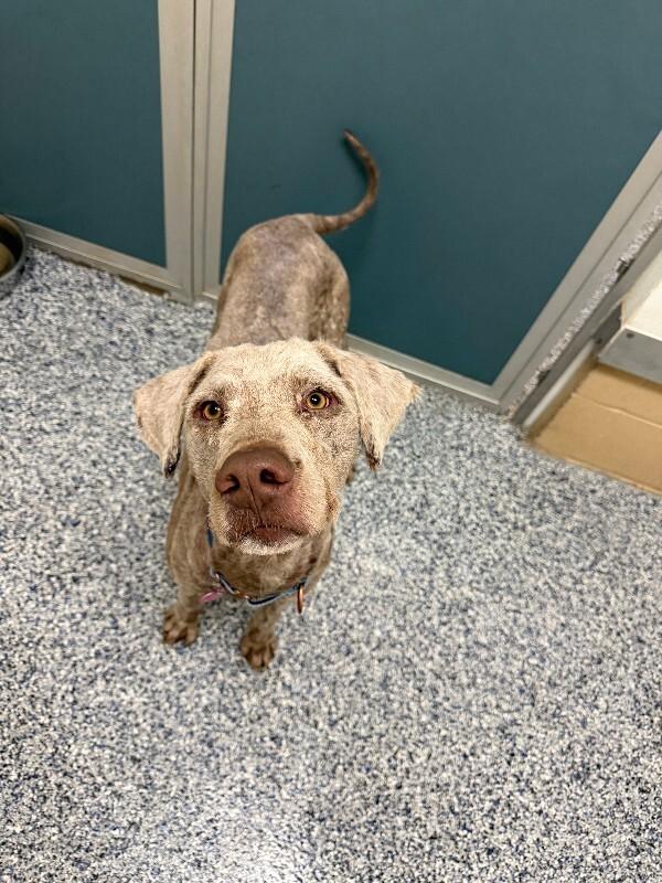 Daniel the Lionheart, a Adoptable mixed breed in Fort Collins, CO image 2/6