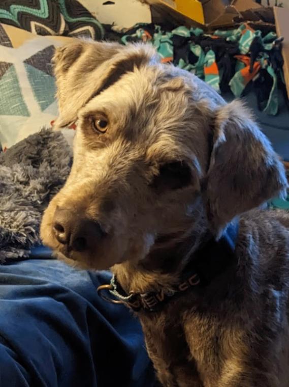 Daniel the Lionheart, a Adoptable mixed breed in Fort Collins, CO image 5/6