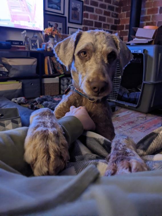 Daniel the Lionheart, a Adoptable mixed breed in Fort Collins, CO image 6/6