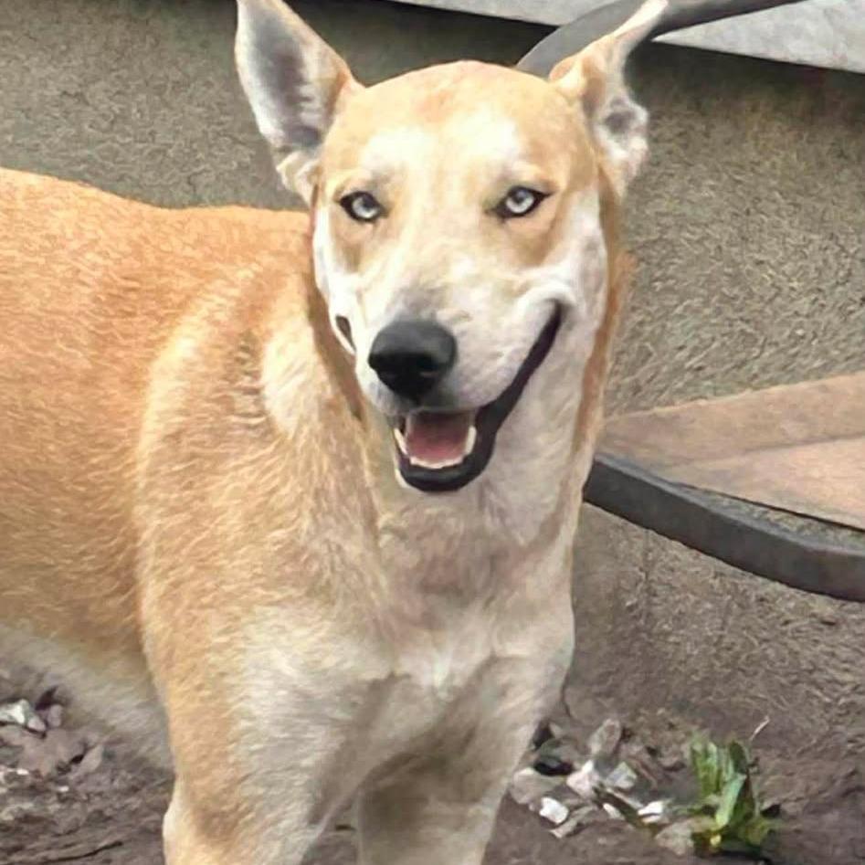 Joey, Adoptable, Young Male Black Labrador Retriever.