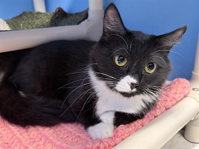 Enlarge SUSHI, a Adoptable Domestic Medium Hair in Ames, IA image 1/1