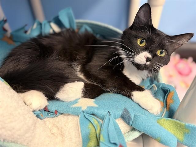 SUSHI, Adoptable, Young Female Domestic Medium Hair.