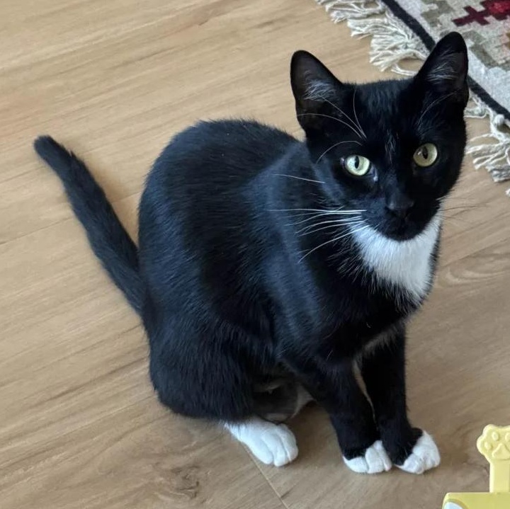 Enlarge Peppercorn, a ADOPTABLE American Shorthair in Weehawken, NJ image 1/6