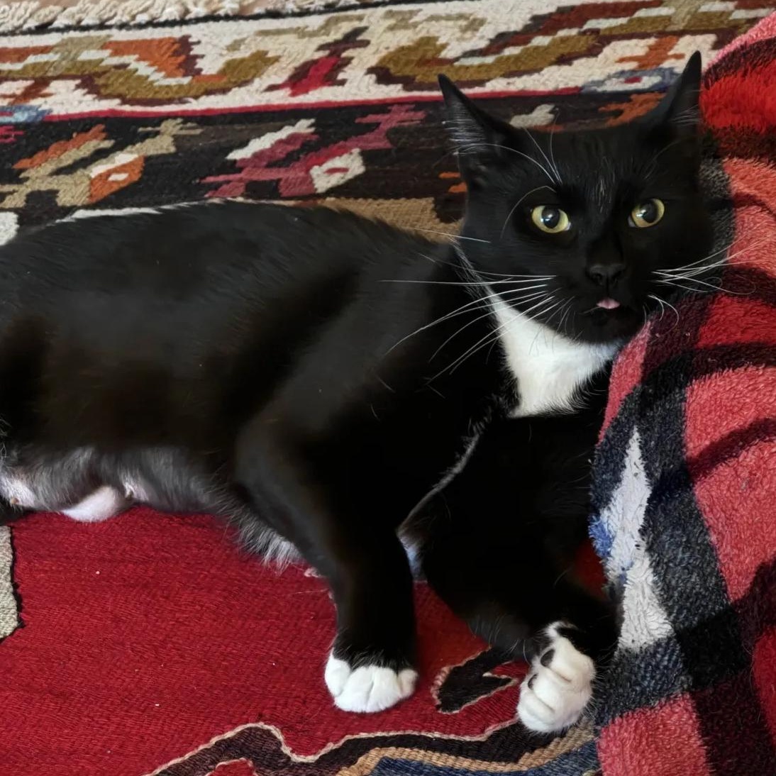 Enlarge Peppercorn, a ADOPTABLE American Shorthair in Weehawken, NJ image 2/6