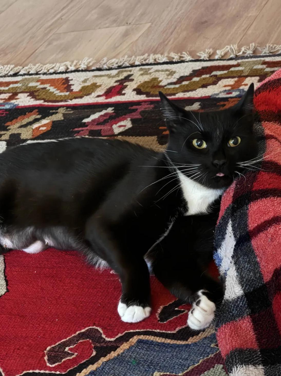 Enlarge Peppercorn, a ADOPTABLE American Shorthair in Weehawken, NJ image 2/6