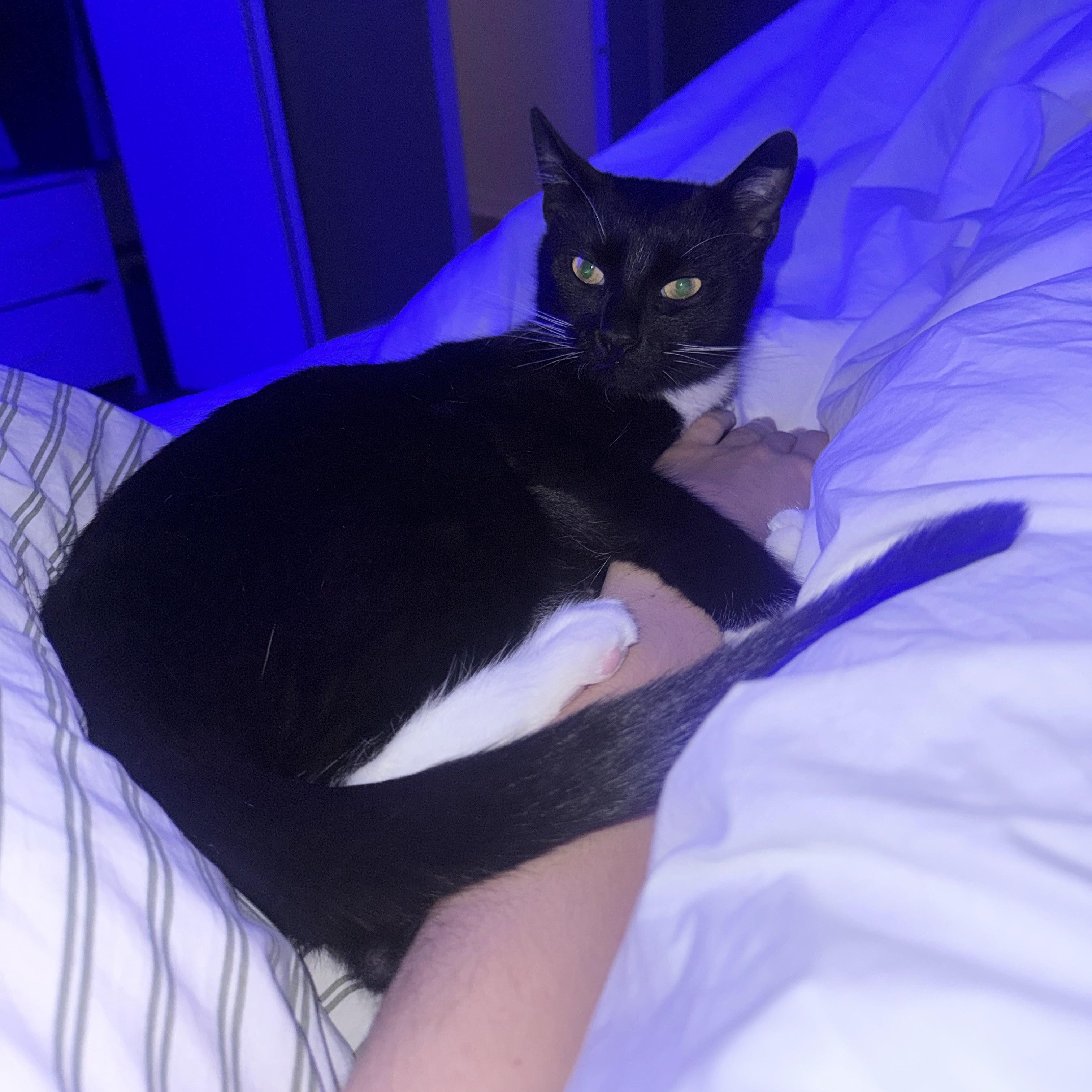 Enlarge Peppercorn, a ADOPTABLE American Shorthair in Weehawken, NJ image 6/6