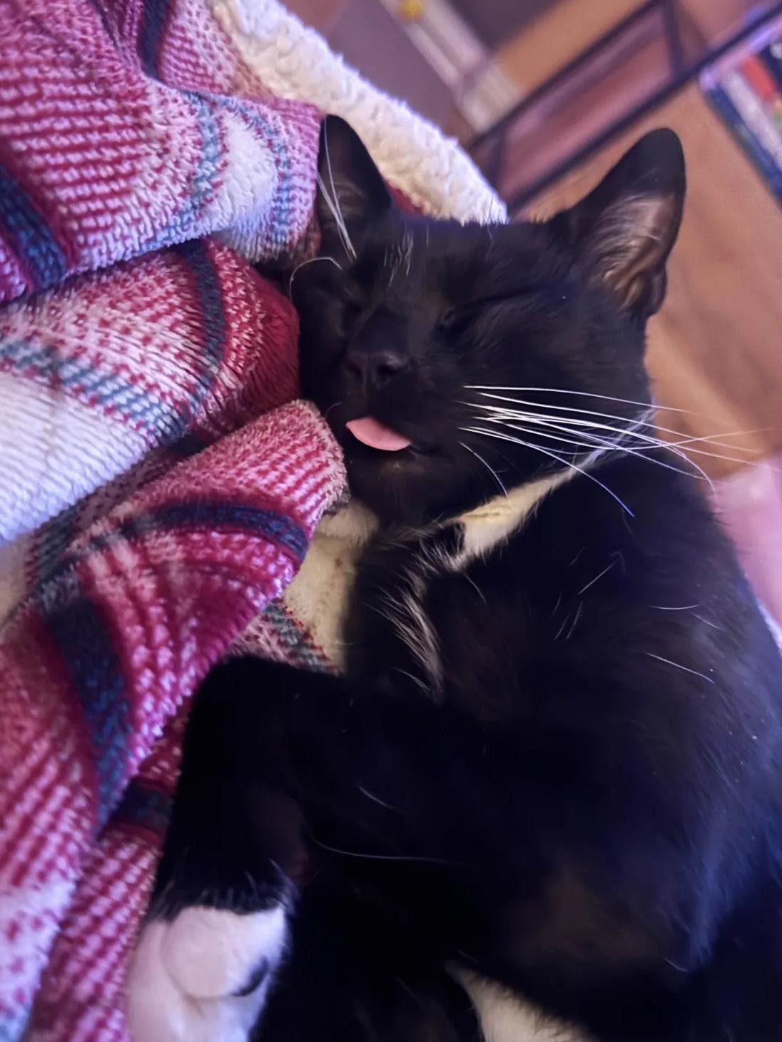 Enlarge Peppercorn, a ADOPTABLE American Shorthair in Weehawken, NJ image 3/6