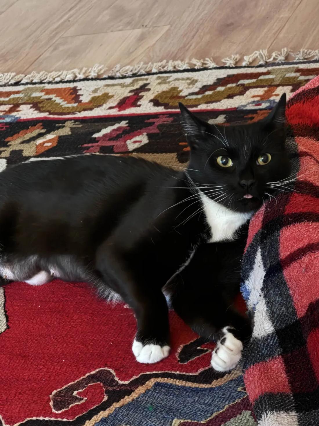 Enlarge Peppercorn, a ADOPTABLE American Shorthair in Weehawken, NJ image 4/6