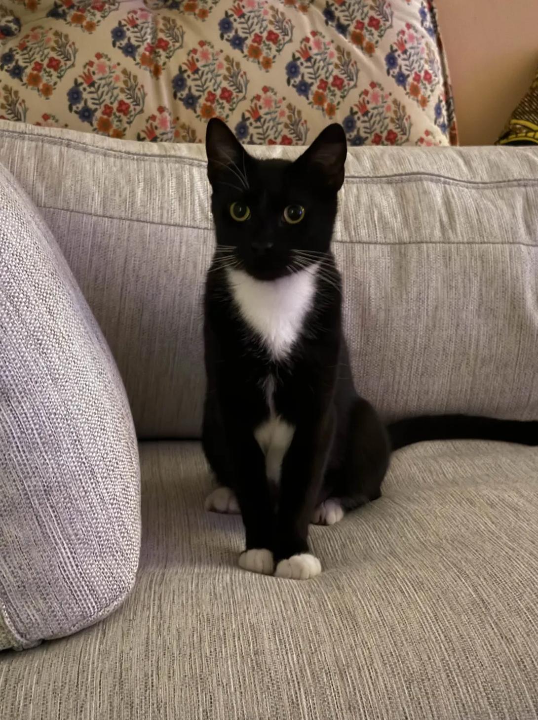 Enlarge Peppercorn, a ADOPTABLE American Shorthair in Weehawken, NJ image 5/6