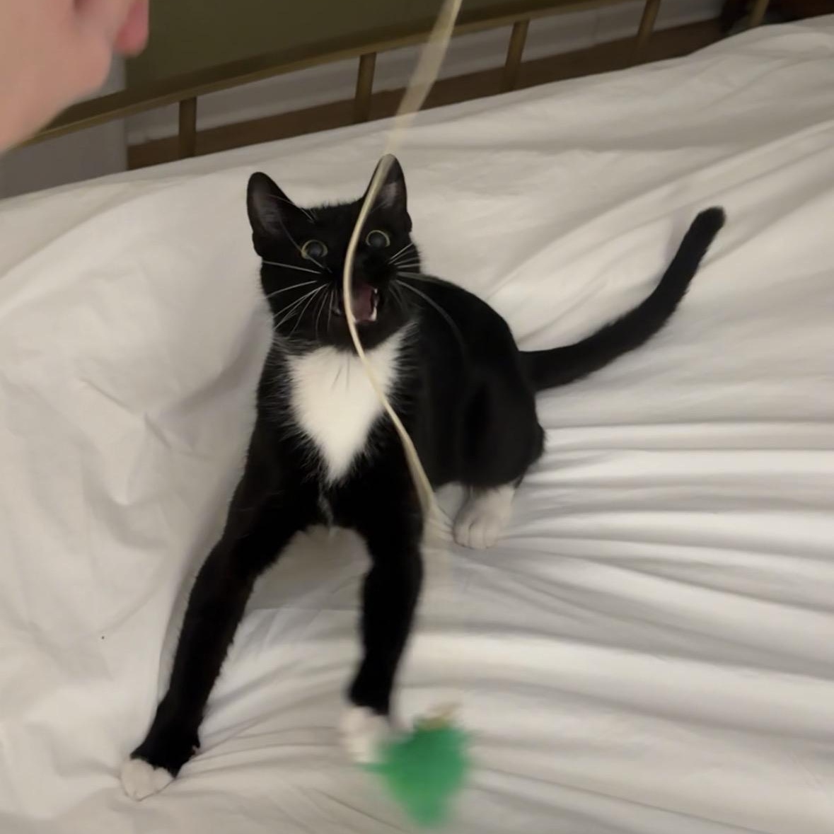 Enlarge Peppercorn, a ADOPTABLE American Shorthair in Weehawken, NJ image 5/6